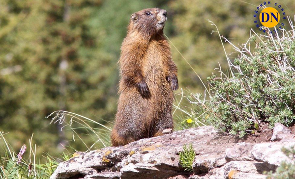 Bubonic Plague Forces Lockdown in Khuvsgul